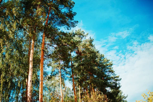 Bild von Kiefern, blauer Himmel mit Wolken — Stockfoto