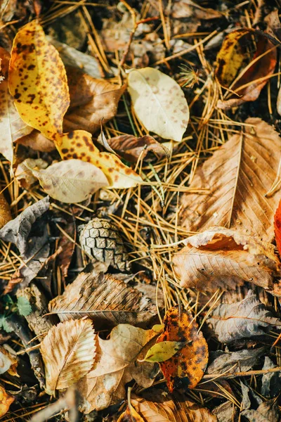Різнокольорові листя лежать на траві. Осінній фон — стокове фото