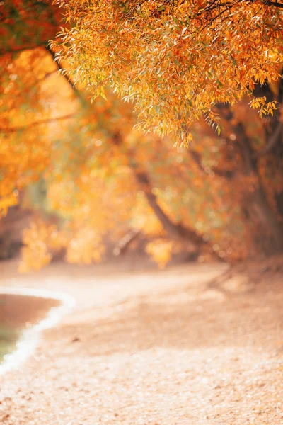 Sonbahar ağaçlarının bulanık fotoğrafı, nehir — Stok fotoğraf