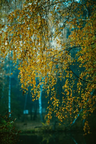 Az őszi levelek fényképe elmosódott háttérrel — Stock Fotó