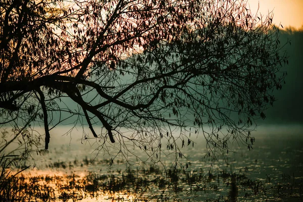 秋の木と池の写真 — ストック写真