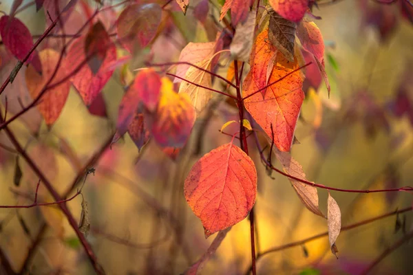Foto von Herbstblättern auf verschwommenem Hintergrund — Stockfoto