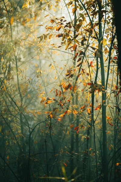秋の木と空の下からの写真 — ストック写真