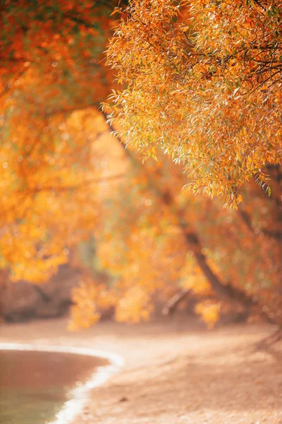 Photo floue des arbres d'automne, rivière — Photo