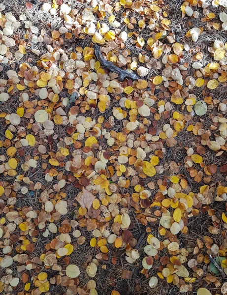 Різнокольорові листя лежать на траві. Осінній фон — стокове фото