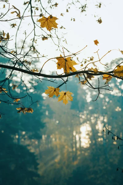 Фото осіннього листя на розмитому фоні — стокове фото