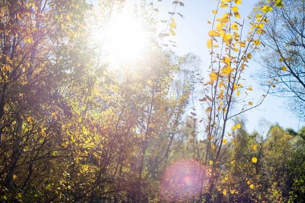 Foto von unten herbstlicher Baum und Himmel — Stockfoto