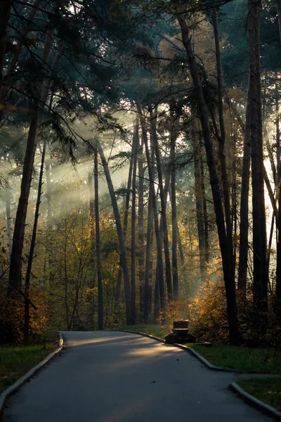 Yaz günü yol, ağaçlar görüntüsü — Stok fotoğraf