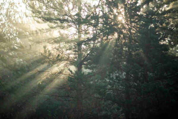 Güneş ışınları ile yoğun orman görüntüsü. — Stok fotoğraf
