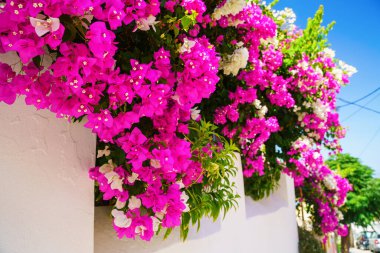 Mavi gökyüzüne karşı pembe çiçekli çalılar