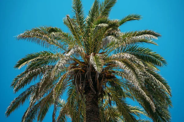 Palmera en el cielo azul — Foto de Stock