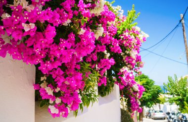 Mavi gökyüzüne karşı pembe çiçekli çalılar