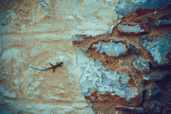 Ящірка на старовинній стіні білого кам "яного будинку на грецькому острові Симі (Додеканес, Греція). — стокове фото