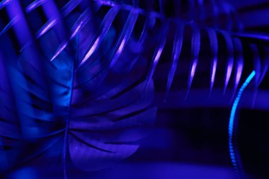 Yaratıcı tropik mor yapraklar düzeni.