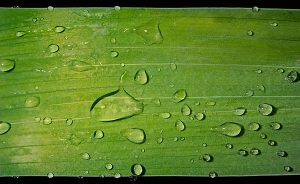 Close Achtergrond Macro Foto Van Een Groen Blad Met Waterdruppels — Stockfoto