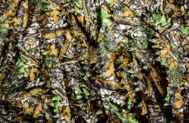 Photo of a hunting forest camouflage textured cloth. clipart