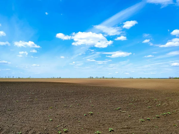 Campo Arado Con Brotes Plántulas Cielo Azul Planta Agricultura Crecer — Foto de Stock