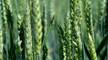 Buğday kulakları yakında. Gün batımında buğday yetiştirmek. Yeşil buğday tarlası sallanıyor. Doğa manzarası. Huzurlu bir sahne. Yavaş çekim videosu