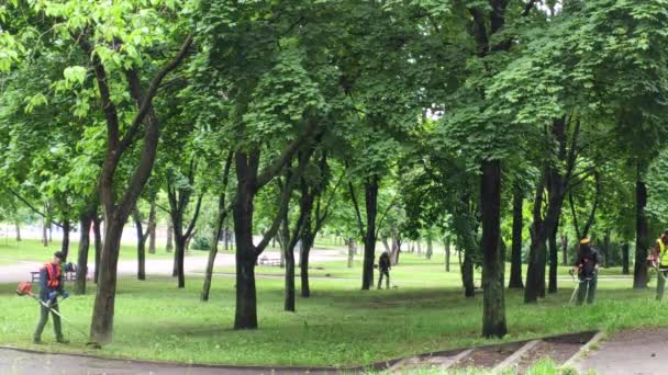 Muži Sekají Trávu Pracovníci Sekaček Sekají Trávu — Stock video