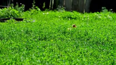 İki küçük ördek yeşil çimen arka planda. Küçük şirin ördek yavrusu çimlerde koşuyor..