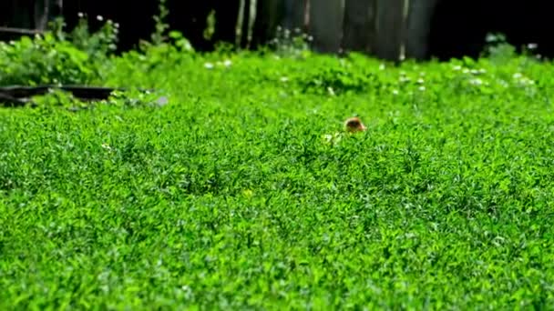 Dvě malé kachny venku na zeleném travnatém pozadí. Roztomilé malé kachničky běží na trávníku.