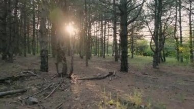 Adam ormanın içinden güzel bir güneş ışığıyla kaçtı. Koşan Çam Ormanı 'nın B kaydı.. 