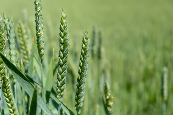 Bahar mevsiminde, taze taze taze buğdaylı sulu kulaklar makroyu kaplıyor. olgunlaşmış buğday tarlası kulakları. 