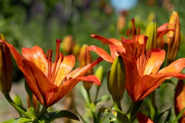 Turuncu zambak çiçeği. Bahçedeki zambak çiçeği