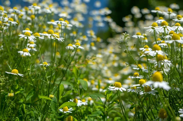 Pole kwiaty rumianku szerokie tło w świetle słonecznym. Letnie stokrotki. Piękne kwitnące rumianki medyczne. — Zdjęcie stockowe