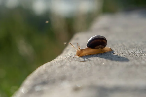 Snail Rock Moving Burgundy Snail Helix Roman Snail Edible Snail — Stock Photo, Image