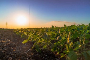 Fıskiyeler zengin hasat için geniş tarlaları sularlar.