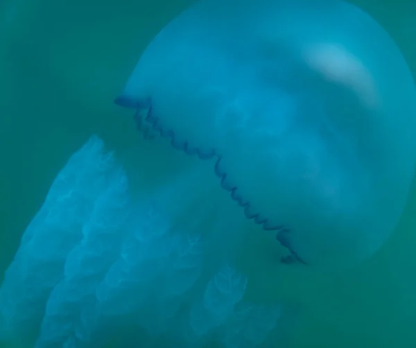 Meduzy Błękitnym Morzu Wysokiej Jakości Zdjęcie — Zdjęcie stockowe