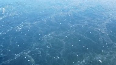 Uçan martıların siluetinin en üst görüntüsü. Kuş denizin üzerinde uçar. Martılar derin mavi denizin üzerinde gezinirler. Balık avlayan martılar. Uçsuz bucaksız havanın üzerinde martı. Serbest uçuş. 
