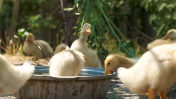 Ördek Ördek Ailesi Ördek Yavrusu Suda Yüzer Genç Ördekler Çiftlikte — Stok video