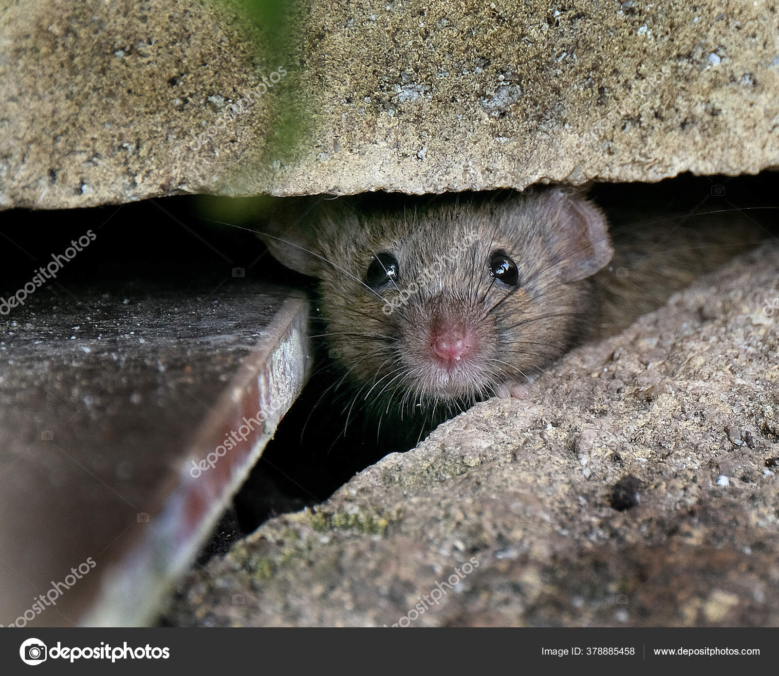 House Mouse Small Mammal Order Rodentia Characteristically Having