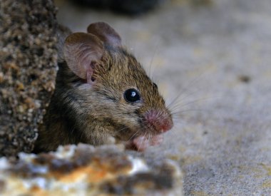 Ev faresi, sivri burunlu, büyük yuvarlak kulaklı ve uzun ve kıllı kuyruklu kemirgen türünden küçük bir memeli türüdür. Mus cinsinin en bol bulunan türlerinden biridir.