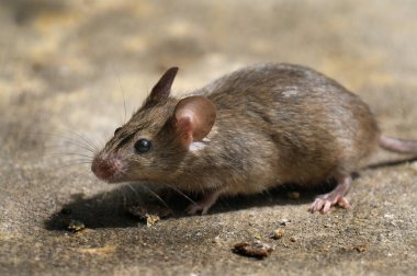 Ev faresi, sivri burunlu, büyük yuvarlak kulaklı ve uzun ve kıllı kuyruklu kemirgen türünden küçük bir memeli türüdür. Mus cinsinin en bol bulunan türlerinden biridir.