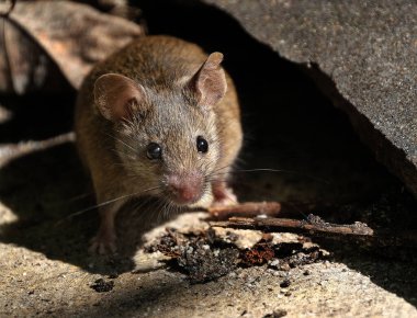 Ev faresi, sivri burunlu, büyük yuvarlak kulaklı ve uzun ve kıllı kuyruklu kemirgen türünden küçük bir memeli türüdür. Mus cinsinin en bol bulunan türlerinden biridir..