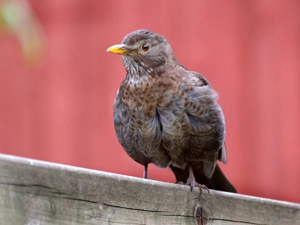 Amselweibchen Städtischen Hausgarten Auf Nahrungssuche — Stockfoto