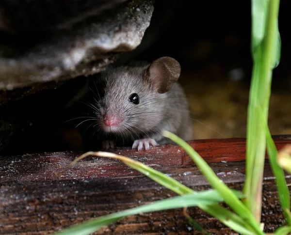 Rato Doméstico Pequeno Mamífero Ordem Rodentia Caracteristicamente Tendo Focinho Pontiagudo — Fotografia de Stock