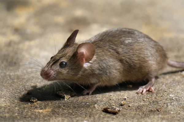 Házi Egér Egy Kis Emlős Rend Rodentia Jellemzően Amelynek Hegyes — Stock Fotó