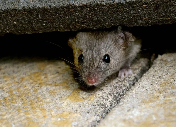 Rato Doméstico Pequeno Mamífero Ordem Rodentia Caracteristicamente Tendo Focinho Pontiagudo — Fotografia de Stock