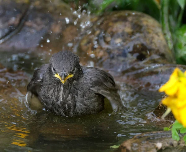 Starlingové Jsou Malí Středně Velcí Ptáci Čeledi Sturnidae Jméno Sturnidae — Stock fotografie