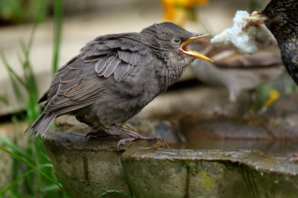 Starlingové Jsou Malí Středně Velcí Ptáci Čeledi Sturnidae Jméno Sturnidae — Stock fotografie