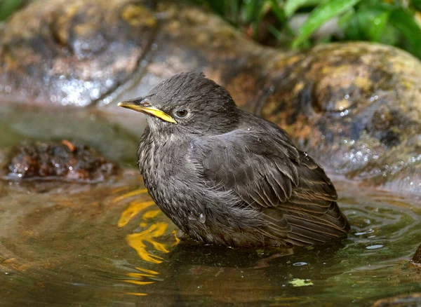 Starlingové Jsou Malí Středně Velcí Ptáci Čeledi Sturnidae Jméno Sturnidae — Stock fotografie