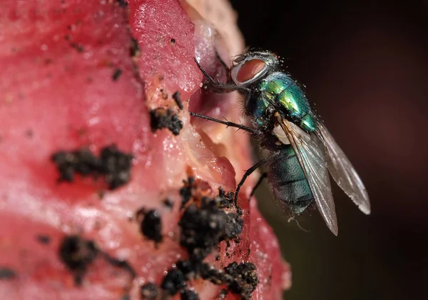 The name green bottle fly or greenbottle fly is applied to numerous species of Calliphoridae or blow fly, in the genera Lucilia and Phaenicia