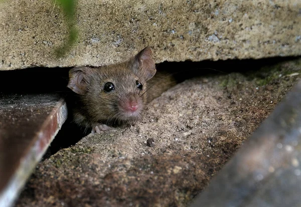 Domácí Myš Malý Savec Řádu Rodentia Typicky Špičatým Čenichem Velkýma — Stock fotografie