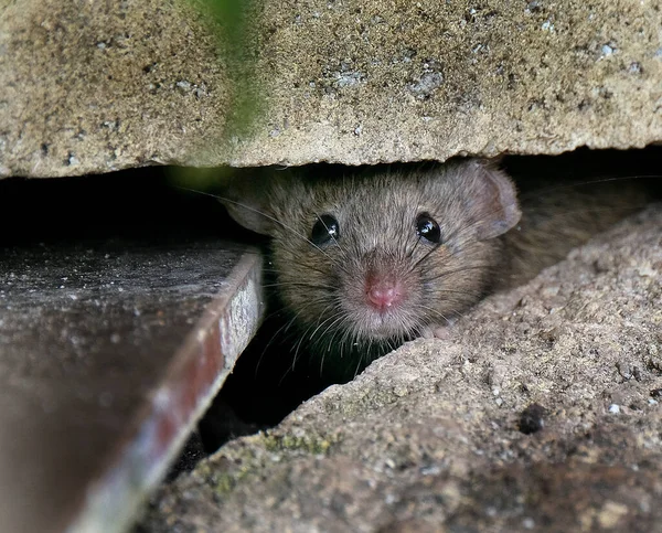 Mysz Domowa Jest Małym Ssakiem Zakonu Rodentia Charakteryzującym Się Spiczastym — Zdjęcie stockowe