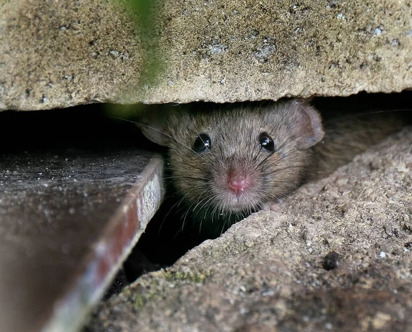 Souris Domestique Est Petit Mammifère Ordre Des Rodentia Caractérisé Par — Photo