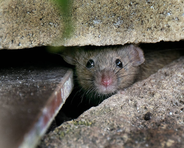 Домашняя мышь является мелким млекопитающим порядка Rodentia, характерно имеющим острый нос, большие округлые уши и длинный и волосатый хвост. Это один из самых распространенных видов рода Mus..